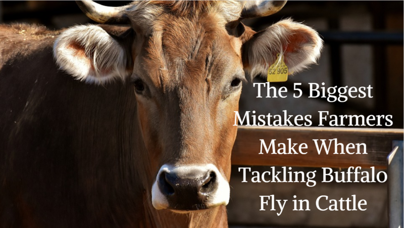 The 5 Biggest Mistakes Farmers Make When Tackling Buffalo Fly in Cattle